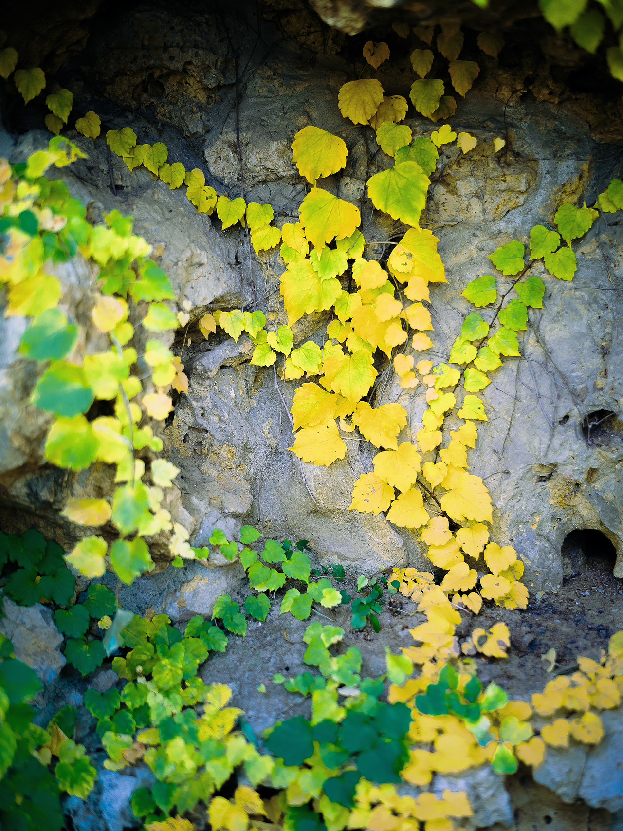 北平之秋相机版📷