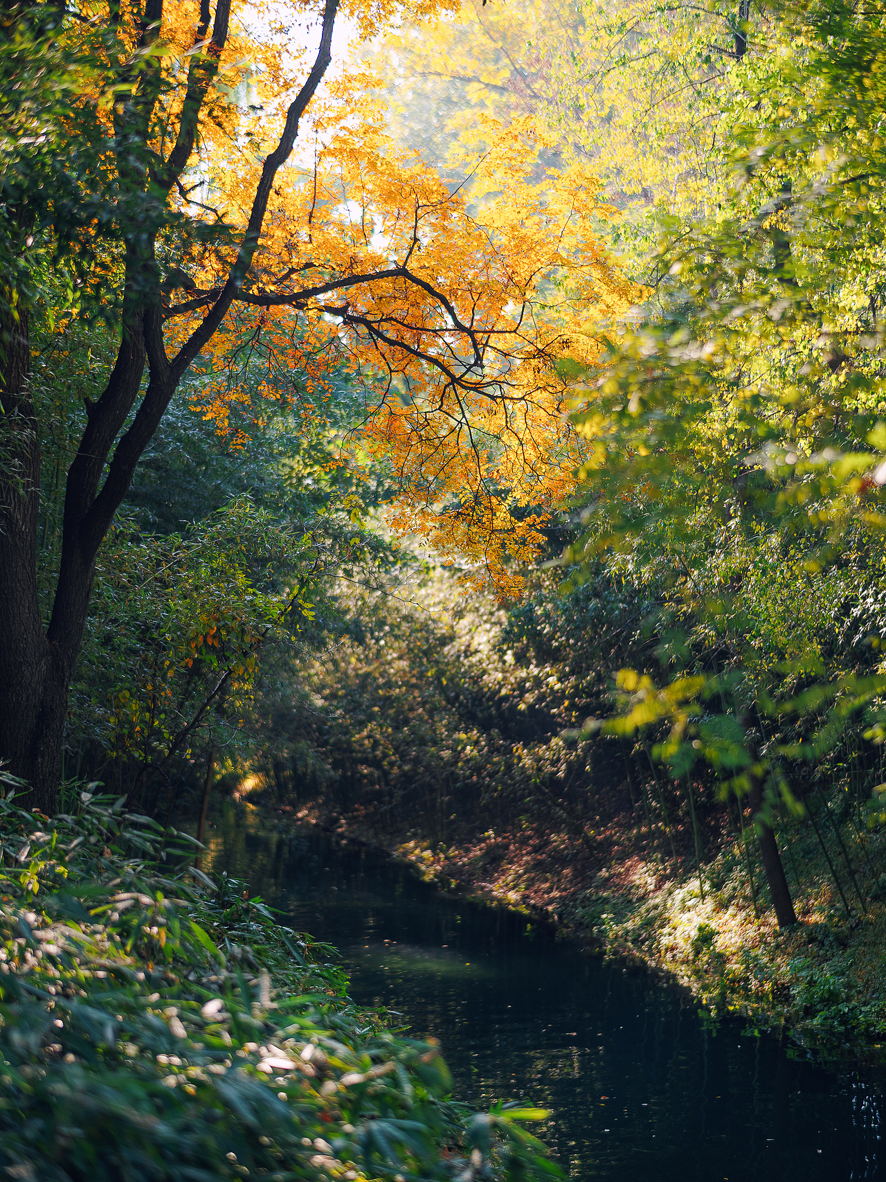 北平之秋相机版📷