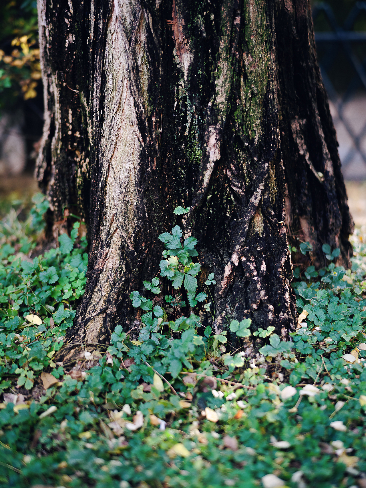 北平之秋相机版📷