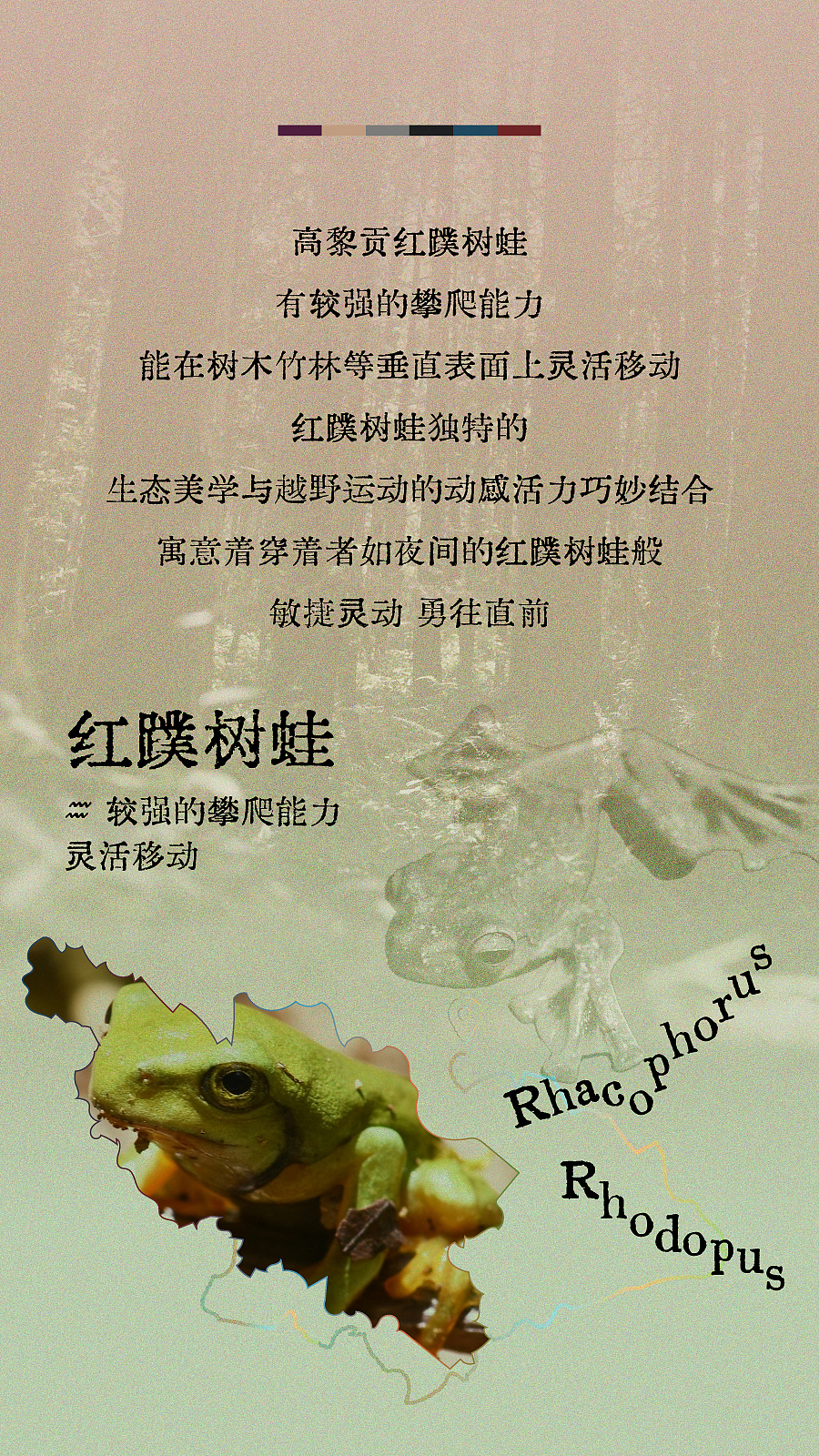 安踏猎隼2精英版高黎贡限定配色推文长图排版设计