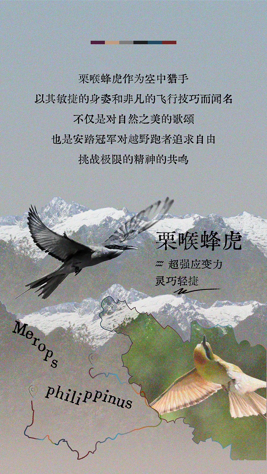 安踏猎隼2精英版高黎贡限定配色推文长图排版设计