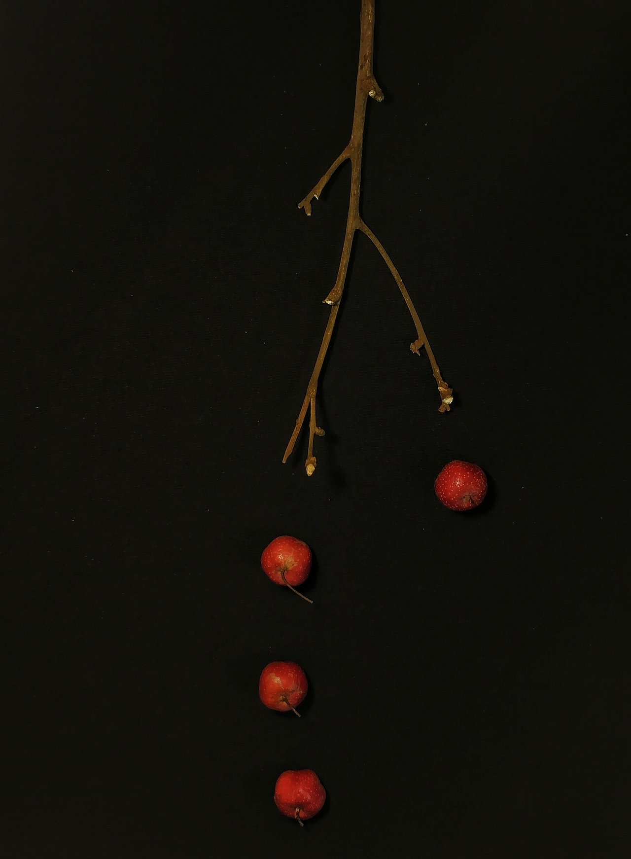 枯枝山楂，黑底里的温柔（图ZMzk4NzcwODAw） - 其他摄影 - 站酷设计师摄影师国庆原创素材 - 站酷ZCOOL