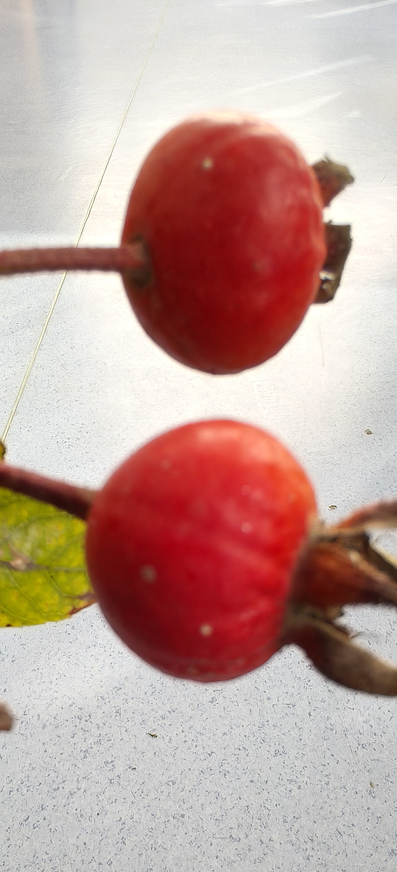 一对红果（图ZMzk4ODY5NDI4） - 风光摄影 - 站酷设计师Z418480902原创素材 - 站酷ZCOOL