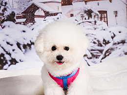 给毛孩子拍写真📸