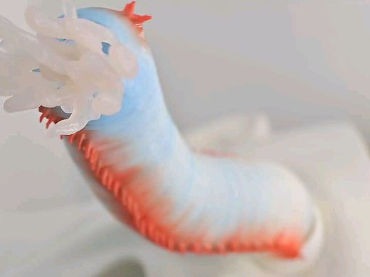 Parasite