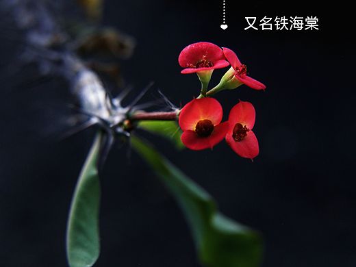 虎刺梅又名铁海棠（个人主页-ZNzI3OTM3NTY=） - 风光摄影 - 站酷设计师爱拍照的小喵原创素材 - 站酷ZCOOL