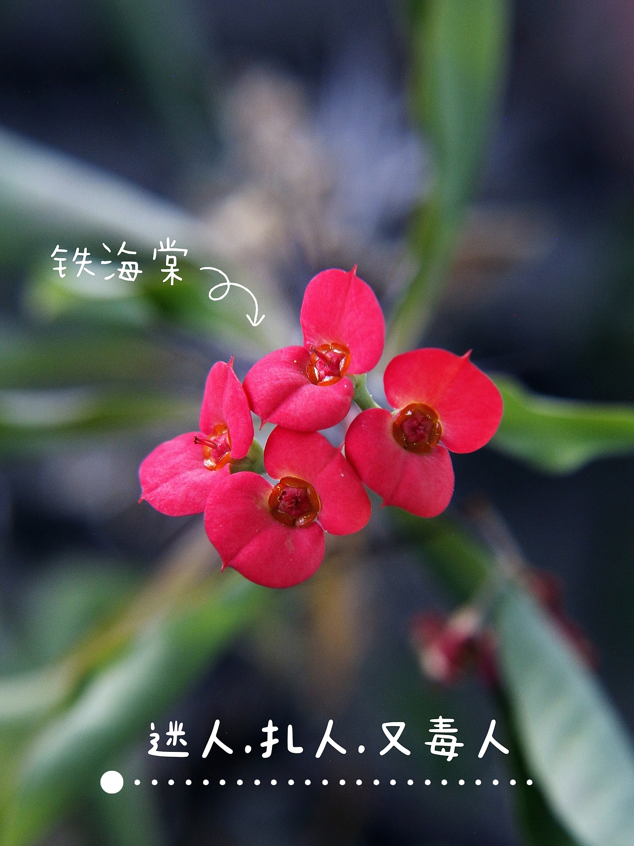 虎刺梅又名铁海棠（图ZMzk5MDI3MjI4） - 风光摄影 - 站酷设计师爱拍照的小喵原创素材 - 站酷ZCOOL