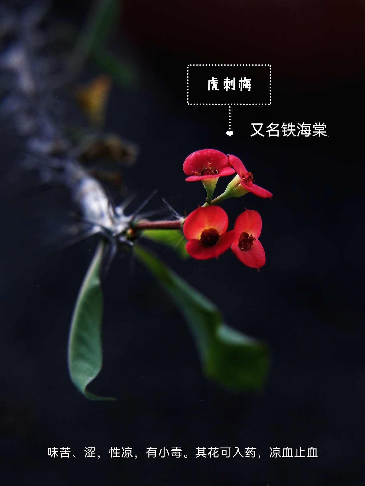 虎刺梅又名铁海棠（图ZMzk5MDI3MjIw） - 风光摄影 - 站酷设计师爱拍照的小喵原创素材 - 站酷ZCOOL