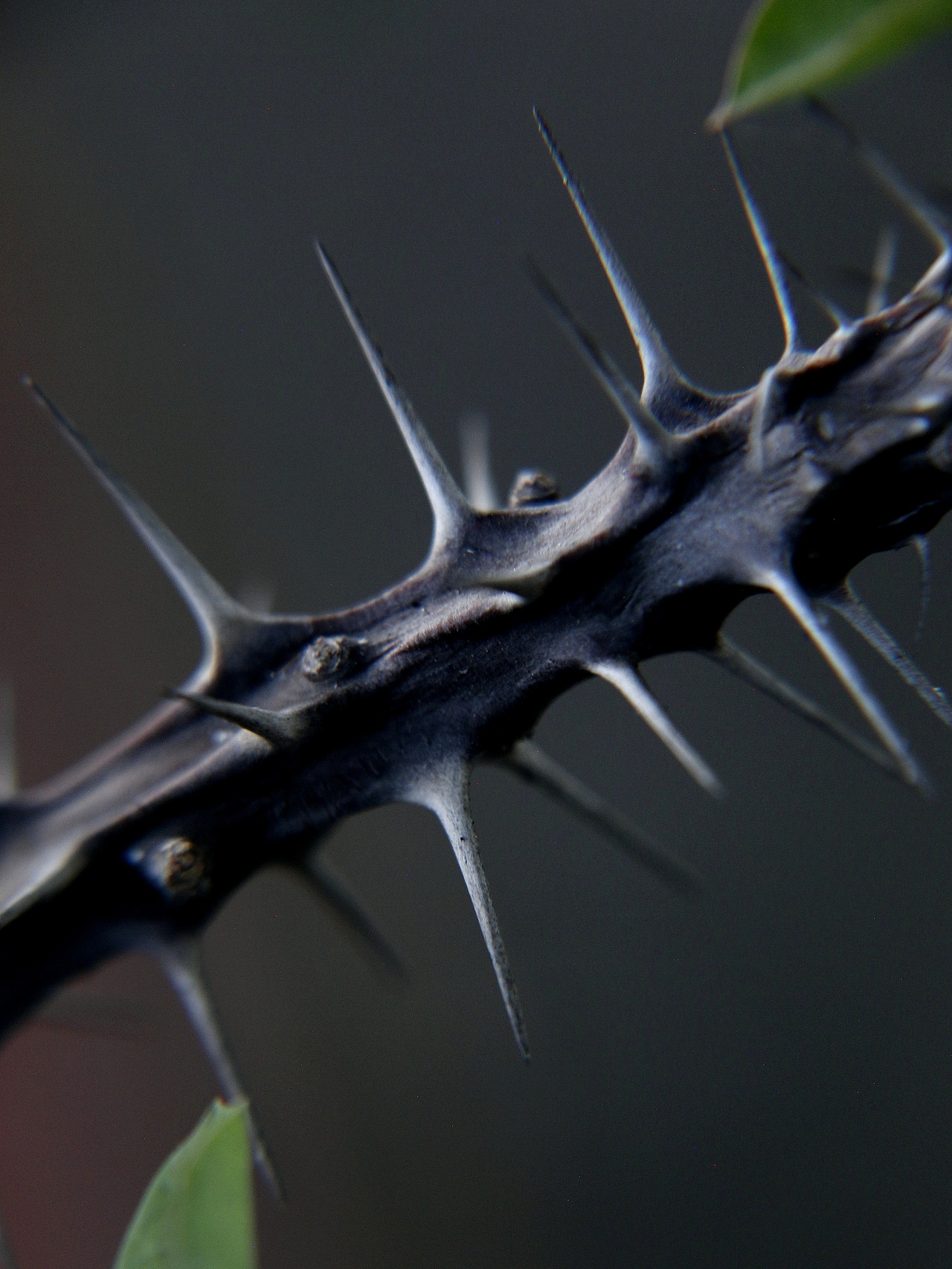 虎刺梅又名铁海棠（图ZMzk5MDI3MjQ0） - 风光摄影 - 站酷设计师爱拍照的小喵原创素材 - 站酷ZCOOL