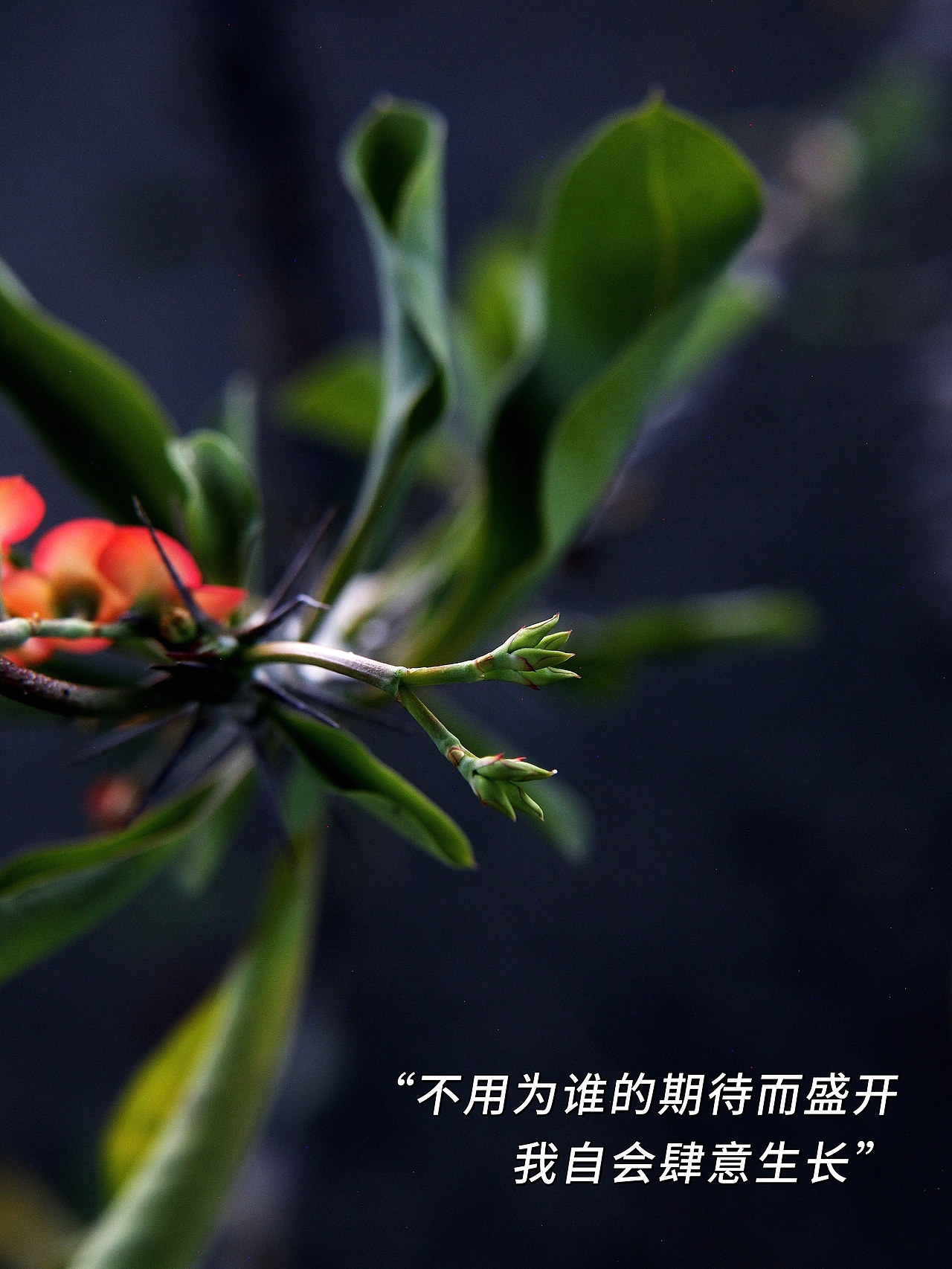 虎刺梅又名铁海棠（图ZMzk5MDI3MjQw） - 风光摄影 - 站酷设计师爱拍照的小喵原创素材 - 站酷ZCOOL