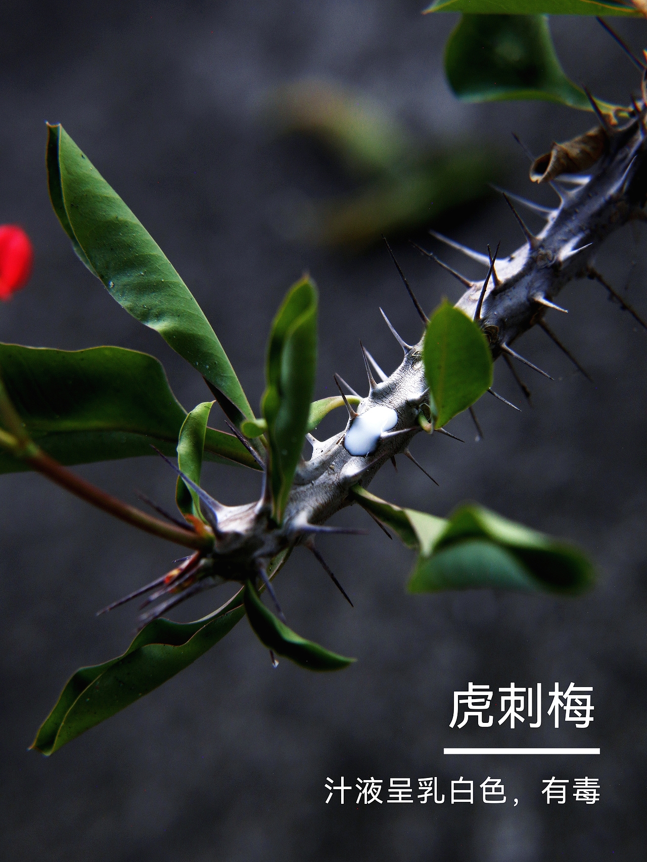 虎刺梅又名铁海棠（图ZMzk5MDI3MjI0） - 风光摄影 - 站酷设计师爱拍照的小喵原创素材 - 站酷ZCOOL