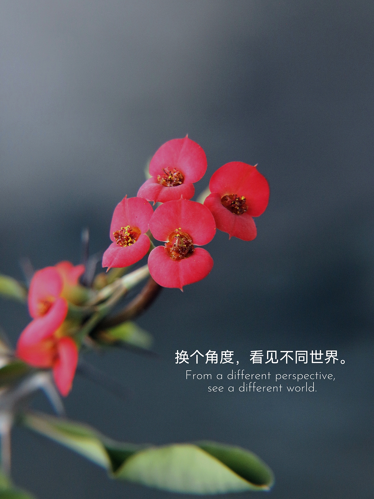 虎刺梅又名铁海棠（图ZMzk5MDI3MjM2） - 风光摄影 - 站酷设计师爱拍照的小喵原创素材 - 站酷ZCOOL