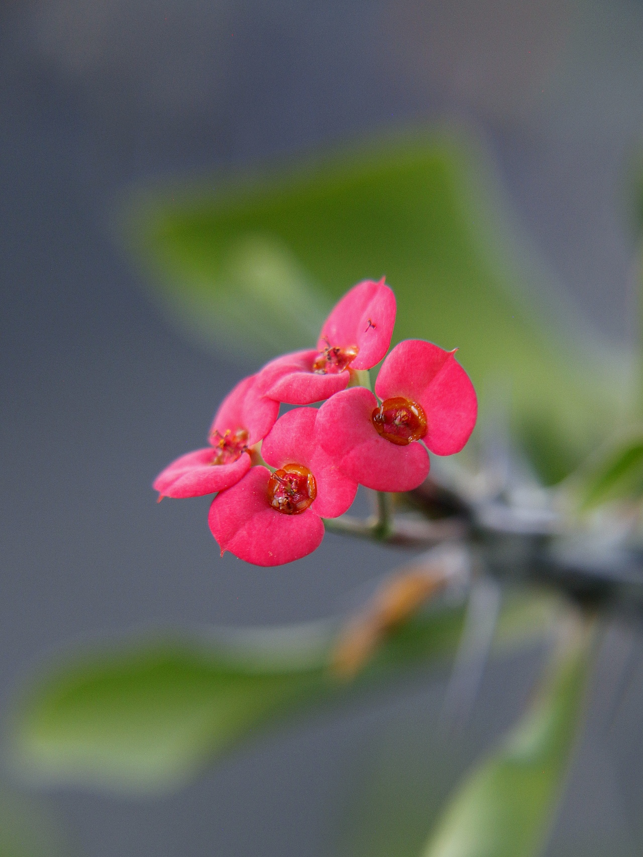 虎刺梅又名铁海棠（图ZMzk5MDI3MjY4） - 风光摄影 - 站酷设计师爱拍照的小喵原创素材 - 站酷ZCOOL