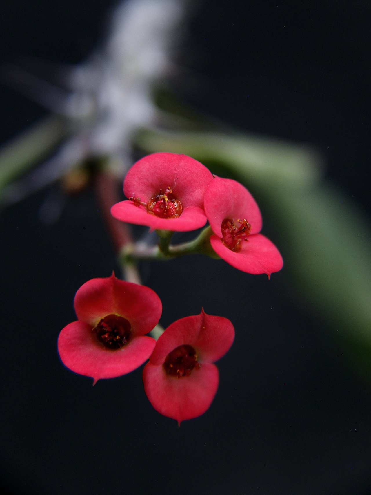 虎刺梅又名铁海棠（图ZMzk5MDI3MjU2） - 风光摄影 - 站酷设计师爱拍照的小喵原创素材 - 站酷ZCOOL