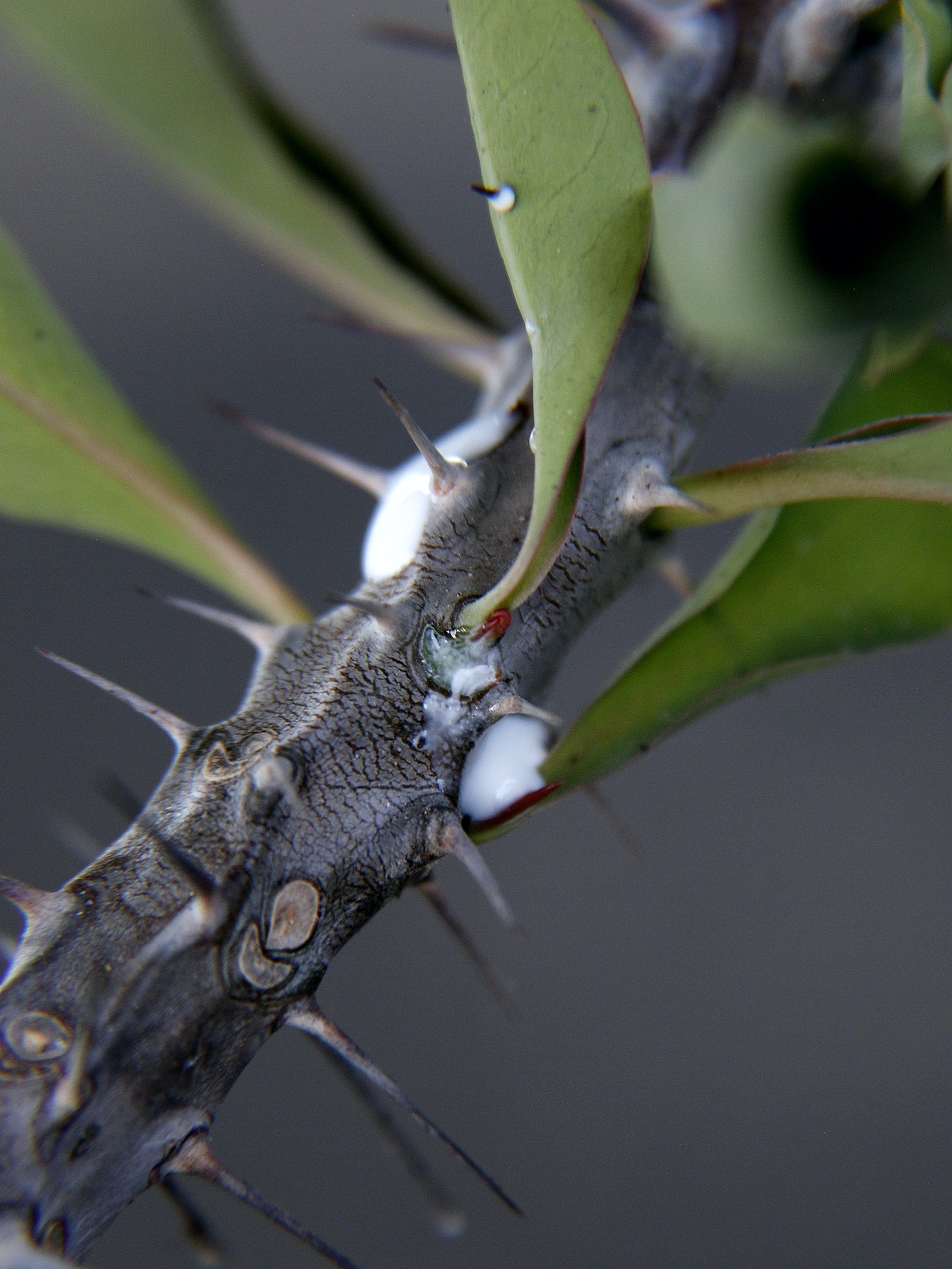 虎刺梅又名铁海棠（图ZMzk5MDI3MjYw） - 风光摄影 - 站酷设计师爱拍照的小喵原创素材 - 站酷ZCOOL