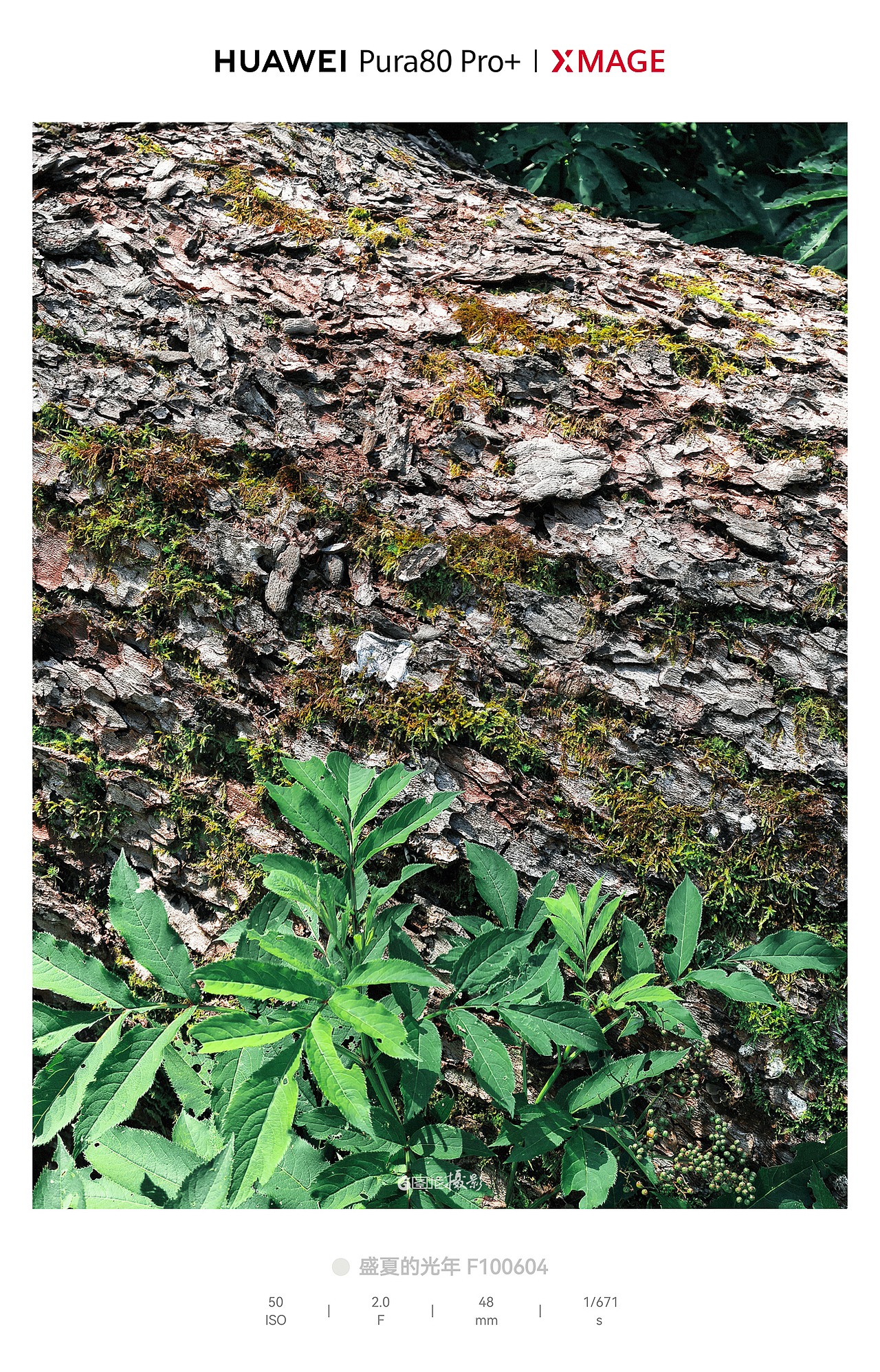 高原褶皱里的交响：云、根、屋的山野诗章