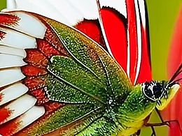 《梦蝶·破茧》