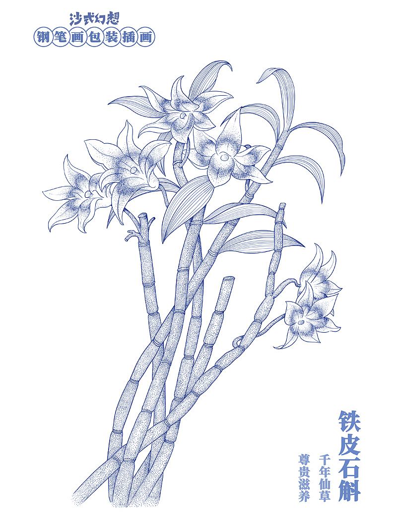 版画风钢笔画风植物插画铁皮石斛
