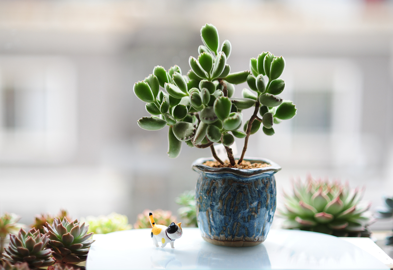 熊童子（图ZMzk5MDg4MDk2） - 时尚/艺术摄影 - 站酷设计师费尔影像原创素材 - 站酷ZCOOL