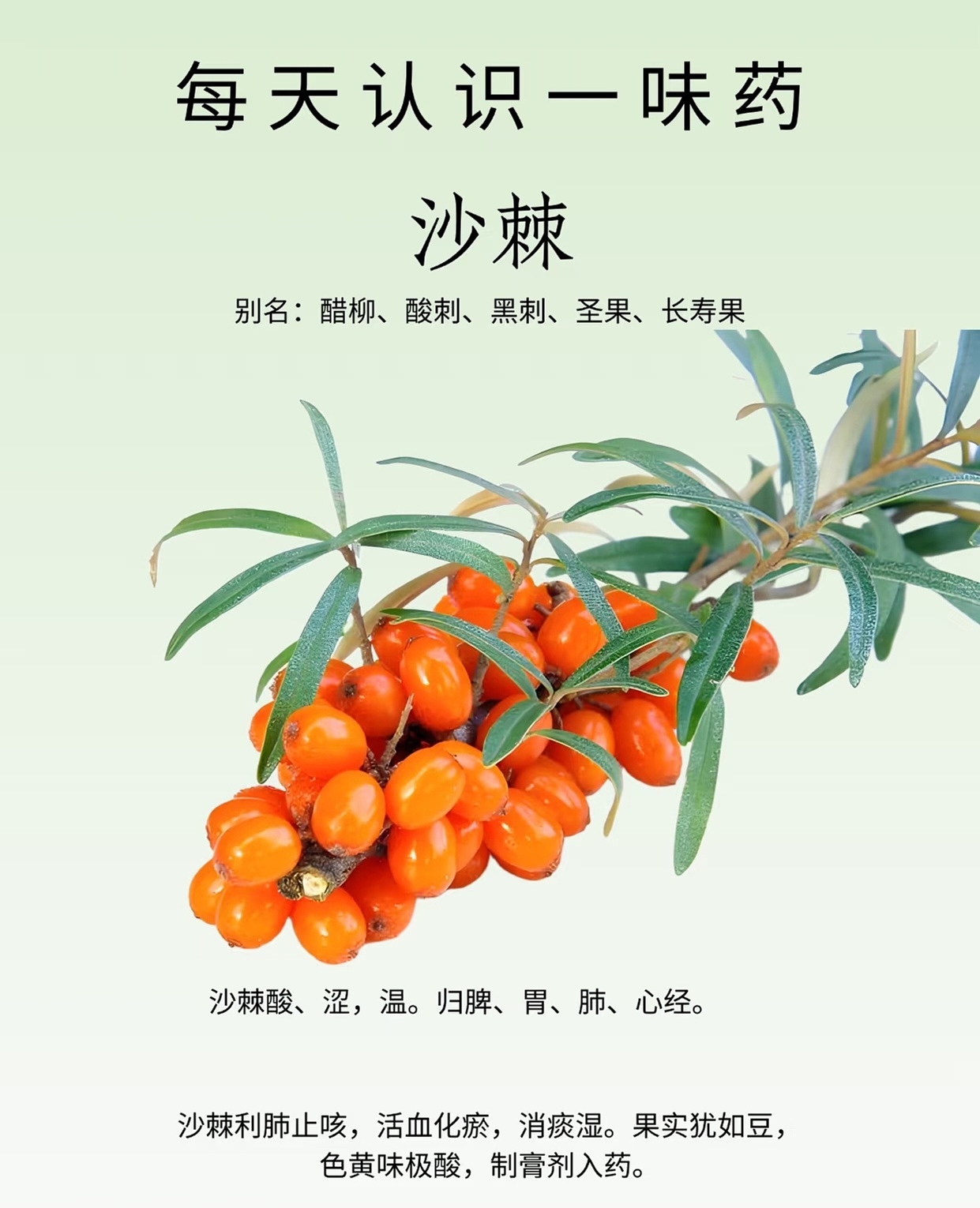 沙棘原浆包装&插画