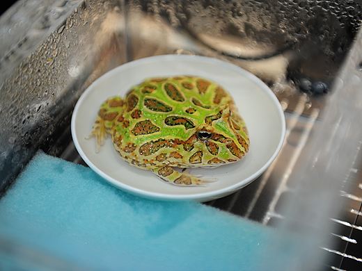 一盘蛙