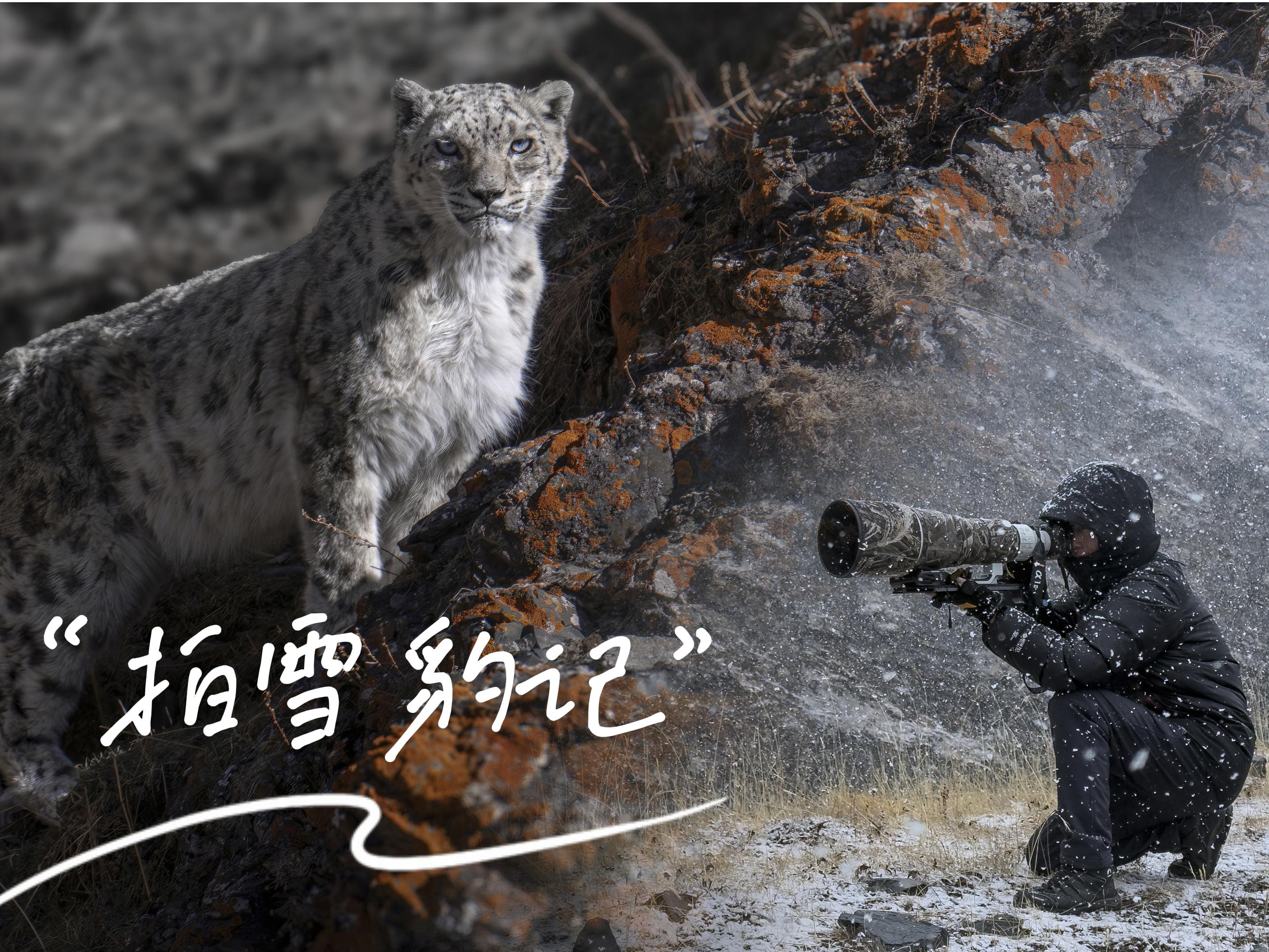 《高山之王》雪豹拍摄记