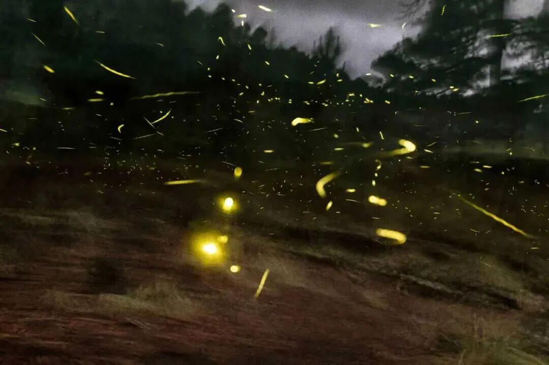 申和济，《缠》，2024年，装框喷墨打印照片，135.7×202.4×6厘米。艺术家和House of Gaga惠允。