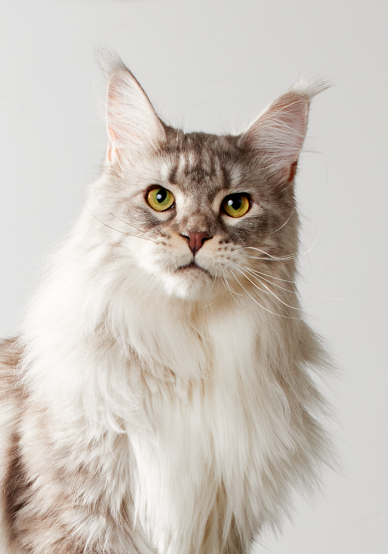 宠物摄影｜领鲜巅峰F-40 X MYFOTO PET（图ZMzk5MjA2NzI0） - 宠物摄影 - 站酷设计师MYFOTO超级宠物原创素材 - 站酷ZCOOL