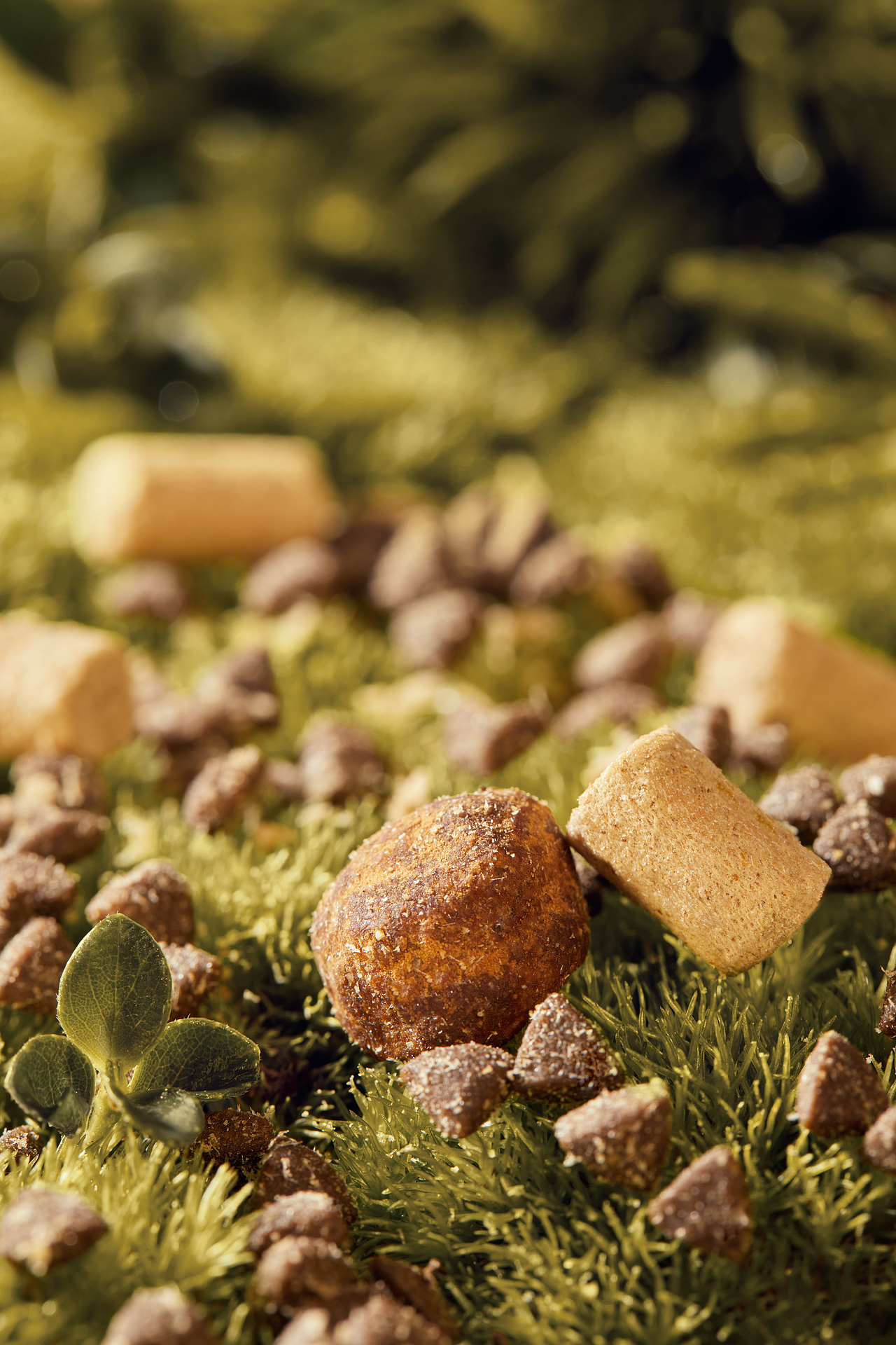 宠物摄影｜领鲜巅峰F-40 X MYFOTO PET（图ZMzk5MjA2NzA4） - 宠物摄影 - 站酷设计师MYFOTO超级宠物原创素材 - 站酷ZCOOL