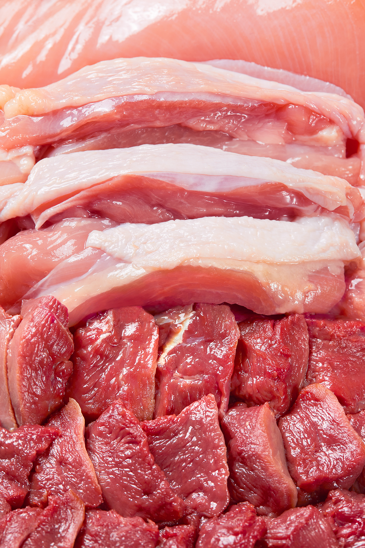 宠物摄影|京东京造乳鸽猫粮 X MYFOTO PET