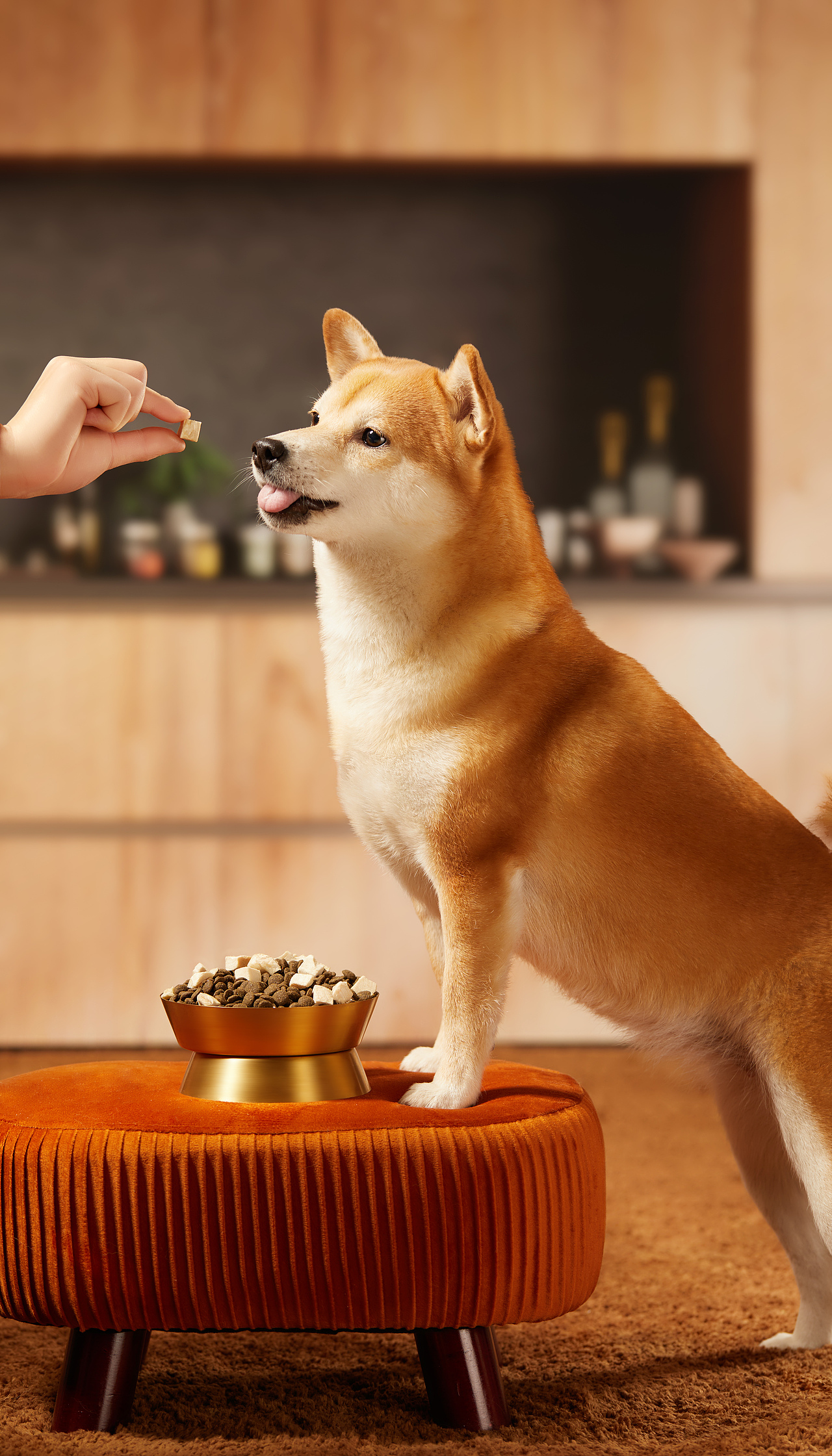 宠物摄影|京东京造全价鸡肉冻干狗粮 X MYFOTO PET