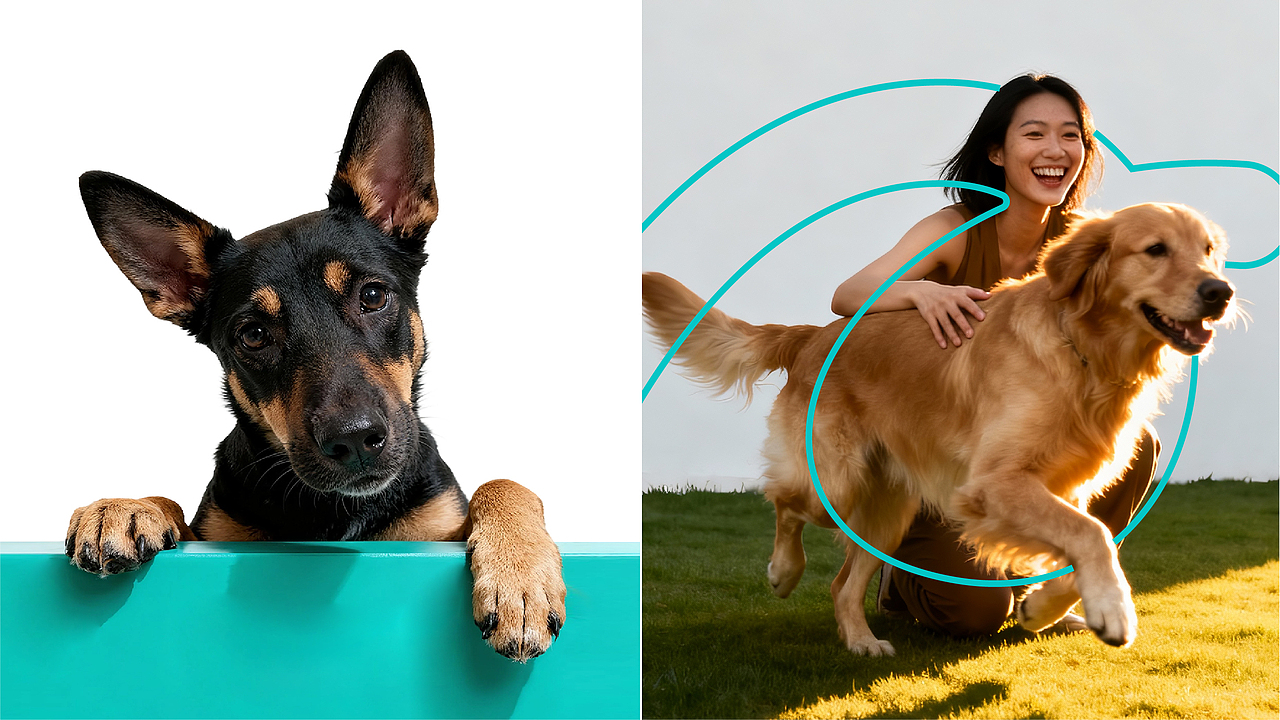 PINDALA | 宠物品牌设计