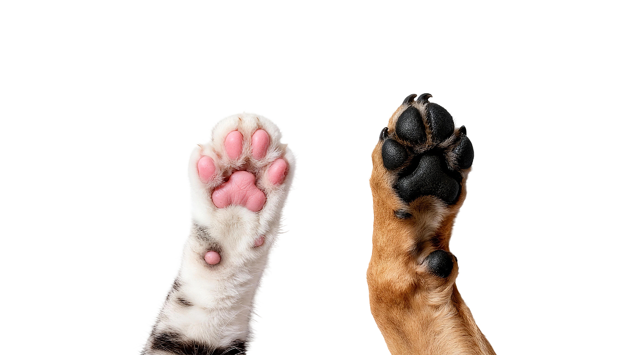 PINDALA | 宠物品牌设计