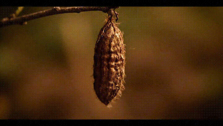 🦋 破茧与新生：流动的金色梦境 ✨（图ZMzk5MjczNDA0） - AI作品 - 站酷设计师小团长安铺子原创素材 - 站酷ZCOOL