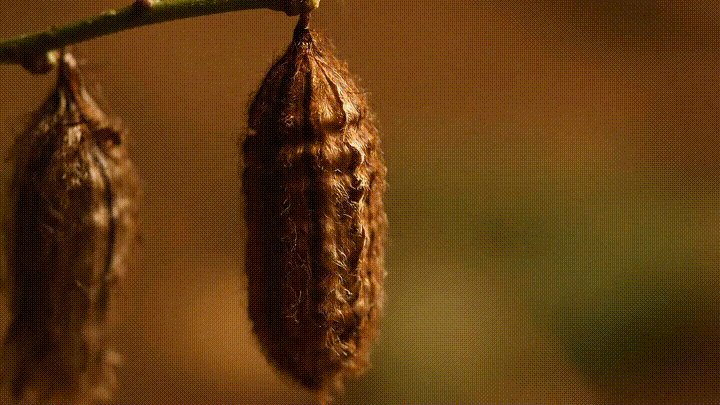 🦋 破茧与新生：流动的金色梦境 ✨（图ZMzk5MjczNDMy） - AI作品 - 站酷设计师小团长安铺子原创素材 - 站酷ZCOOL