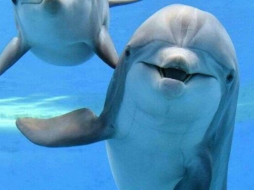 海洋的低语：与海豚共舞的蓝色时光