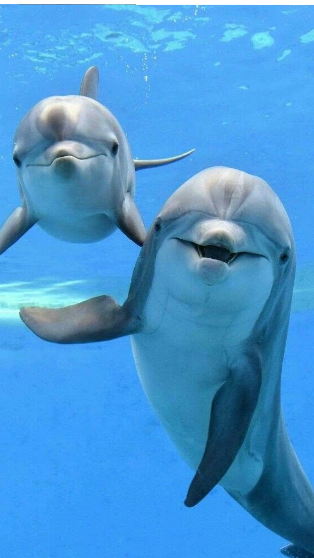 海洋的低语：与海豚共舞的蓝色时光