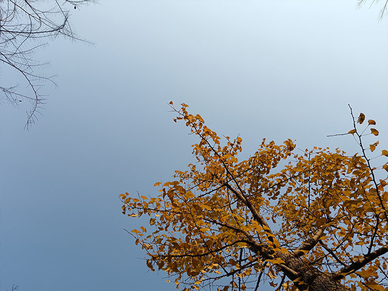 一年四季树木的变化,犹如我人生中每个阶段的变化。