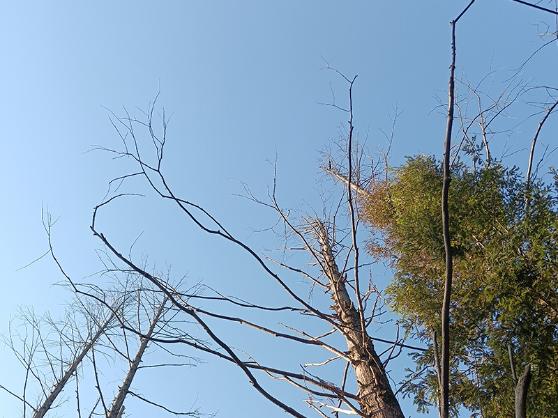 一年四季树木的变化,犹如我人生中每个阶段的变化。