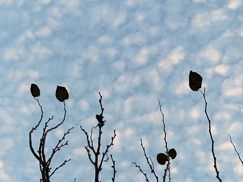 一年四季树木的变化,犹如我人生中每个阶段的变化。