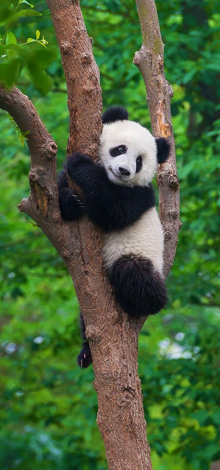 这憨货有谁会不喜欢