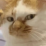 森煎包的头像