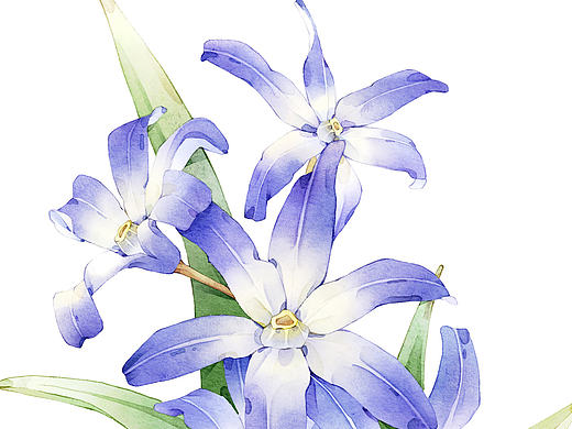 水彩花卉插画系列