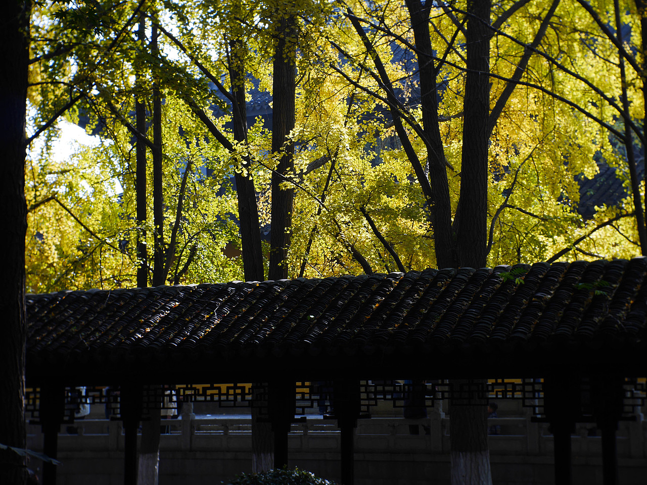 随记-秋（图ZMzk5NDA3NjUy） - 人文/纪实摄影 - 站酷设计师卷饼先生原创素材 - 站酷ZCOOL