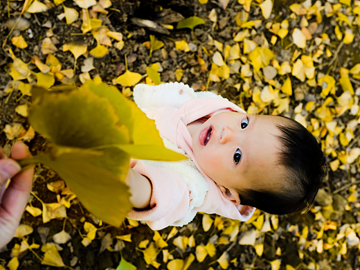 银杏村里银杏树