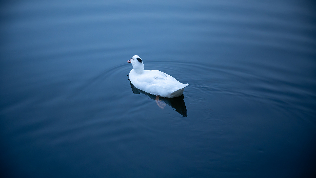 广州流花湖公园（图ZMzk5NTAwMzk2） - 人文/纪实摄影 - 站酷设计师Zayn_Zhang原创素材 - 站酷ZCOOL