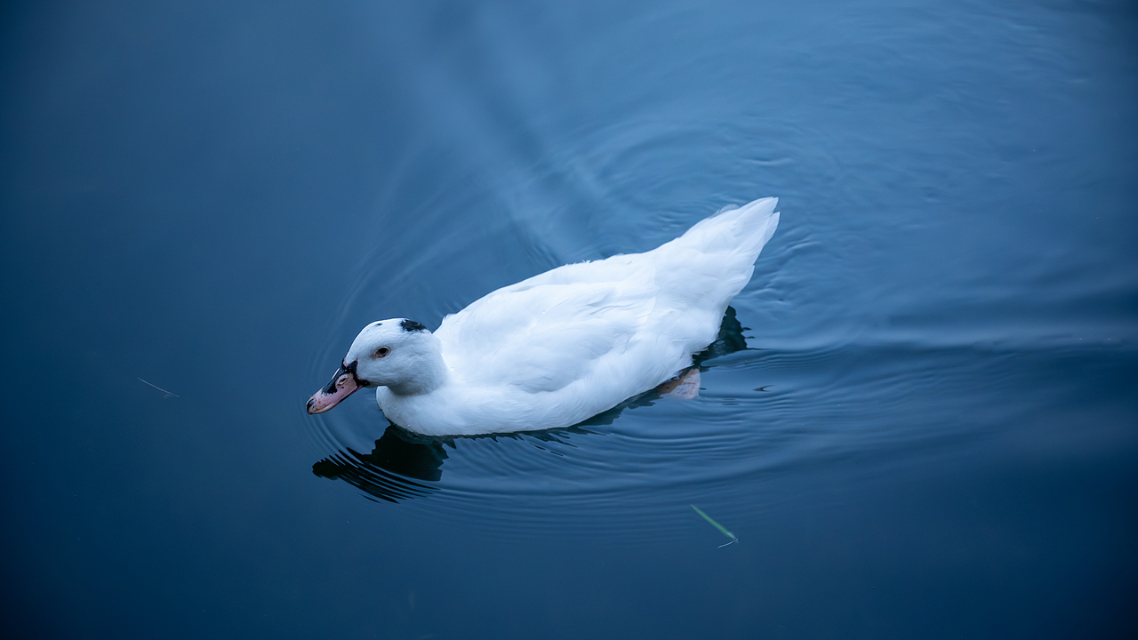 广州流花湖公园（图ZMzk5NTAwNDA0） - 人文/纪实摄影 - 站酷设计师Zayn_Zhang原创素材 - 站酷ZCOOL