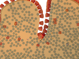 正常到活动性胃炎改变