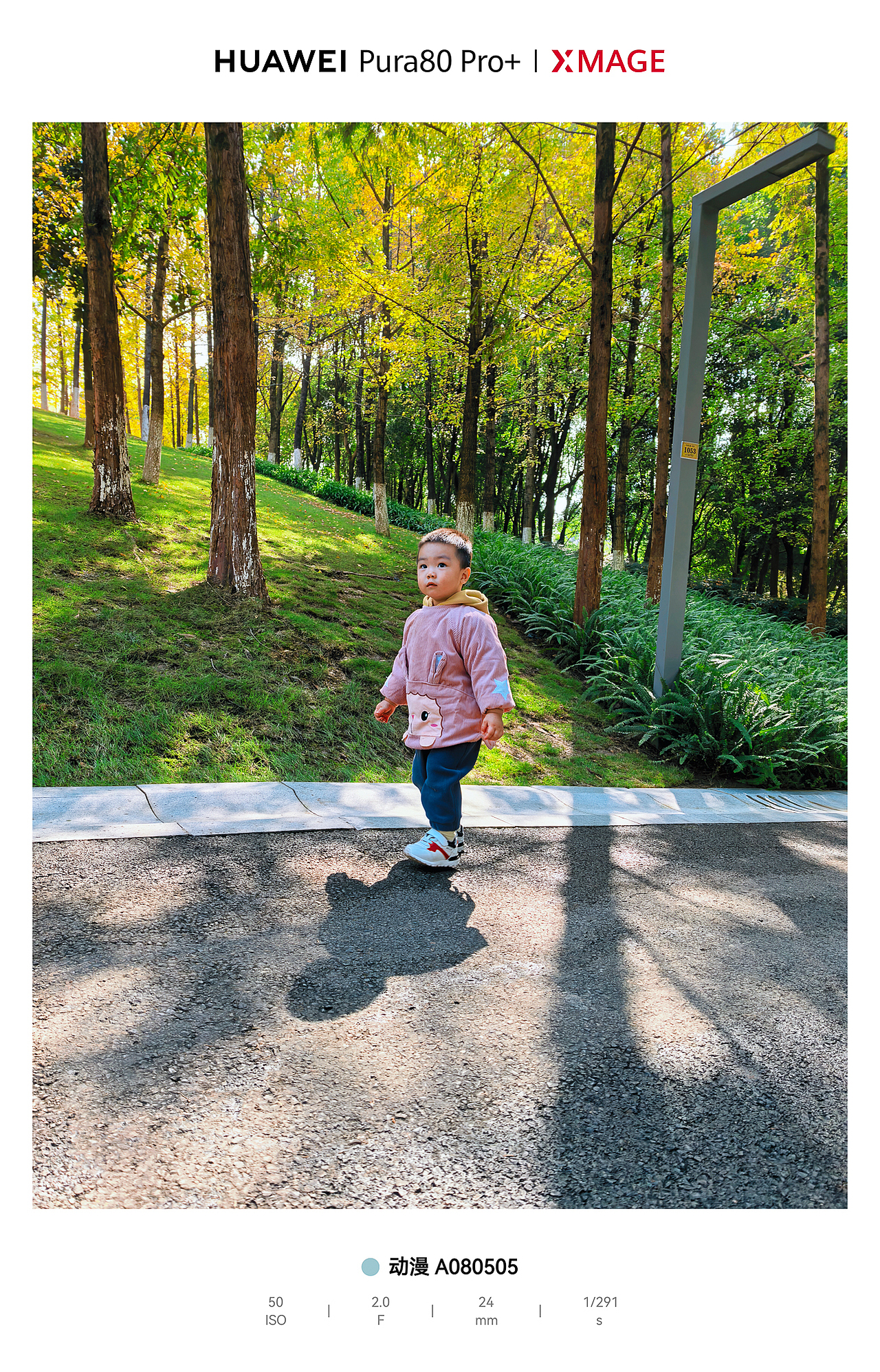 城市绿肺里的松弛动线：光与影的散步诗