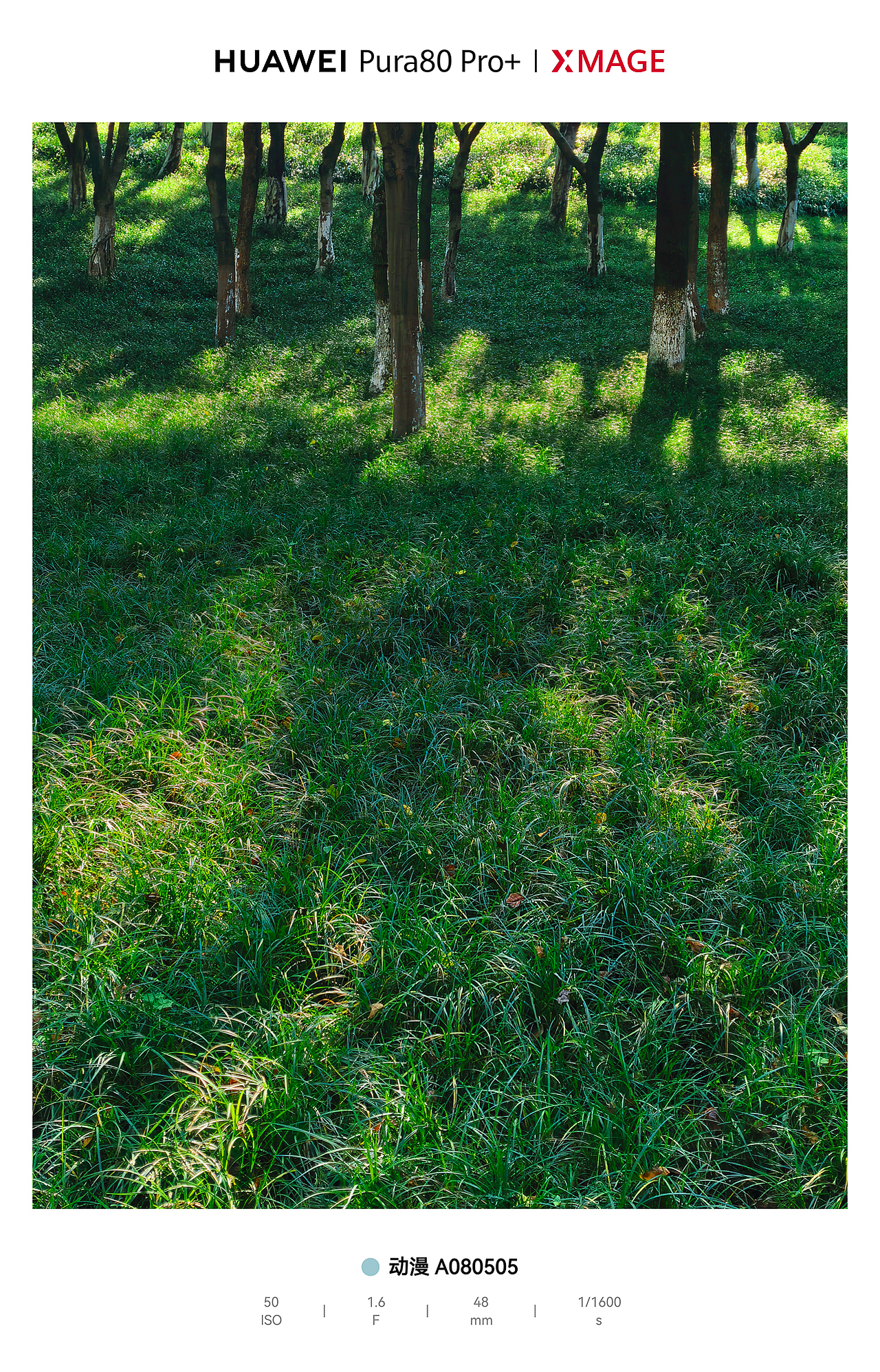 城市绿肺里的松弛动线：光与影的散步诗